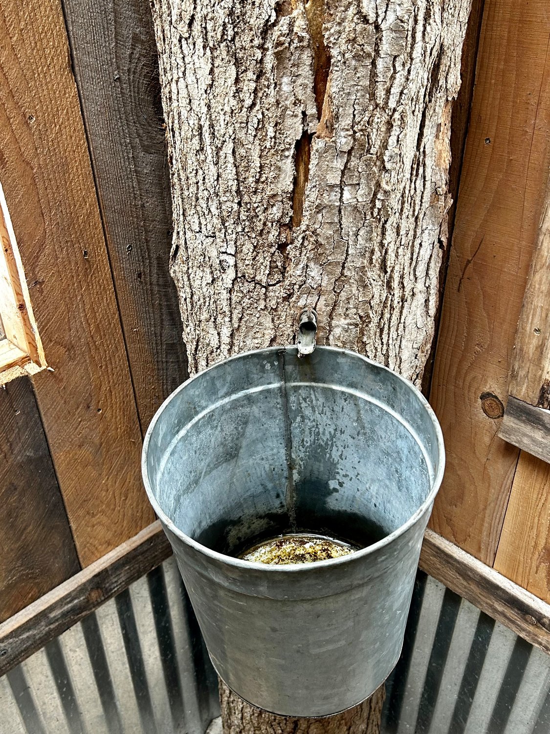 A bucket where sap is collected.